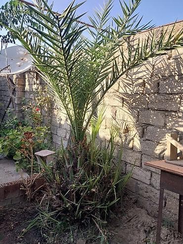 Xurma (xurma xurması, Phoenix dactylifera) – həyət üçün dekorativ lalafo.az -da Xurma (xurma xurması, Phoenix dactylifera) – həyət üçün dekorativ