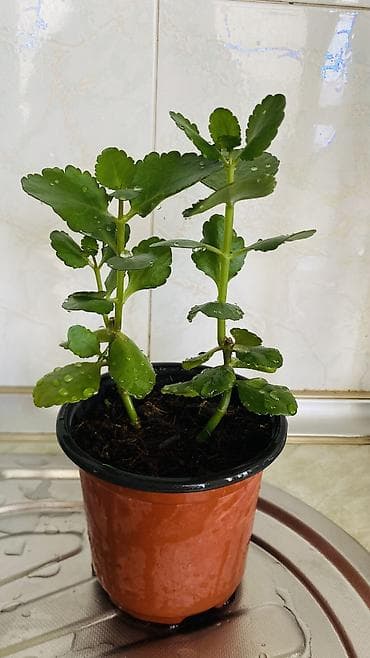 son zeng gulleri: Kalanxoe (Kalanchoe blossfeldiana) – saksı bitkisi - Rəngli, çoxlu — 9