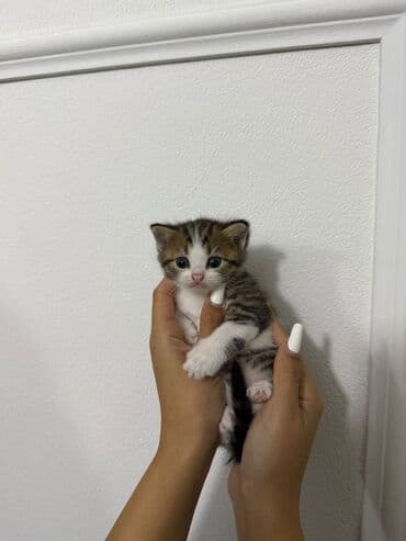 купить тайского котенка: Şinşilla, Yaxşı əllərə — 3