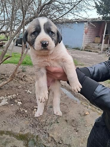 kanqal itleri: Kanqal, Dişi — 4