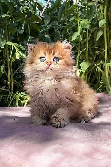 lalafo pisik: Fars — 1