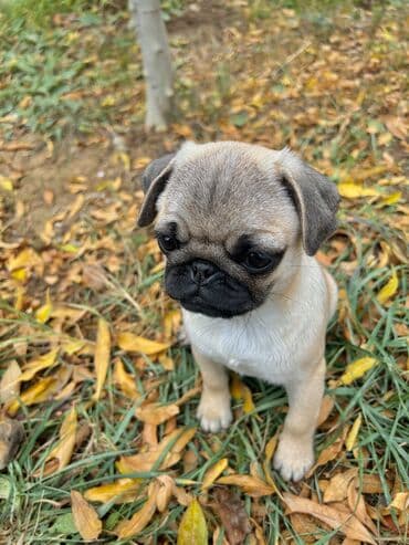 xaski bala: Mops, 2 ay, Dişi, Pulsuz çatdırılma — 1