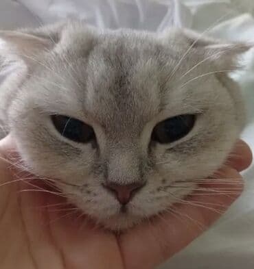 домик для большой собаки: Шотландская — 1