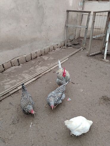 Gəmiricilər: Toyuq, Damazlıq — 3