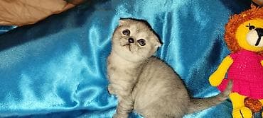 ev pisik: Britan yastı qulaq — 2