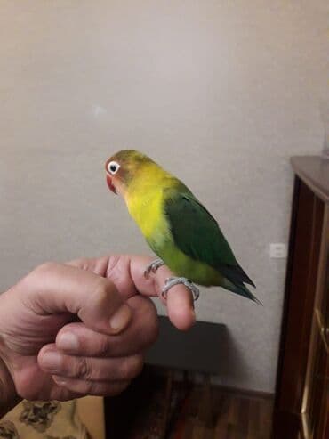 Quşlar: Məhsul: Dalmatinka/agapornis (lovebird) papuqayları – müxtəlif rəng — 8