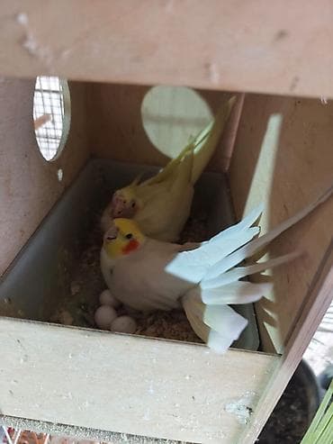 ayliq 10 azn internet: Bütün tutuquşular satılır qəfəslə birlikdə Ünvan:Zaqatala,Lahıc — 6