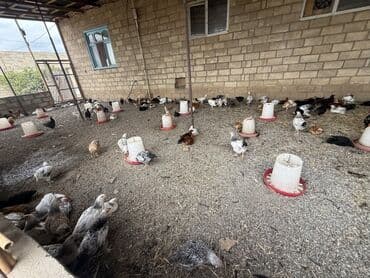 liqorin toyuqlar: Toyuq, Damazlıq — 8