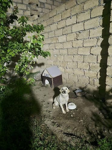 Labrador-retriver, 2 il, Dişi, Ünvandan götürmə