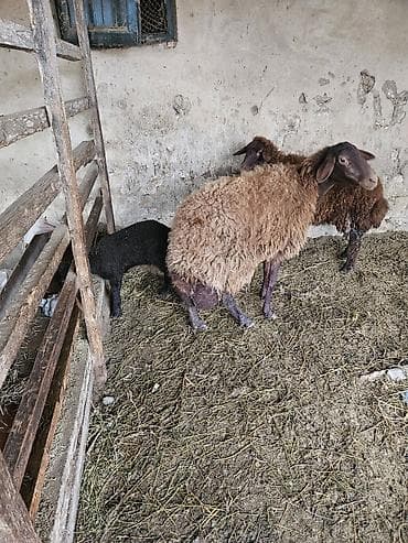 Dana, buzov: Mal-qara: Qoyun ailəsi - Növü: Yerli qaragül tipli qəhvəyi və qara — 3