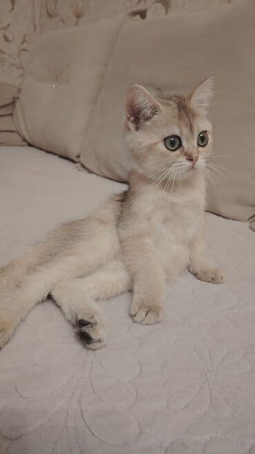 Dişi, Yaxşı əllərə, Ünvandan götürmə