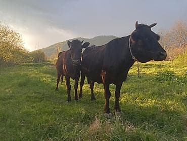 Qara inəy 3 gündür 7 balanı balaliyıb balası dişidir .Düyede 15-20