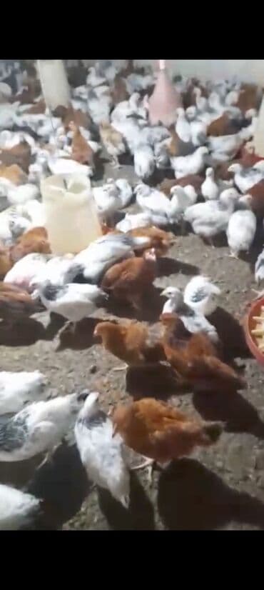 Toyuq cücələri, Ətlik