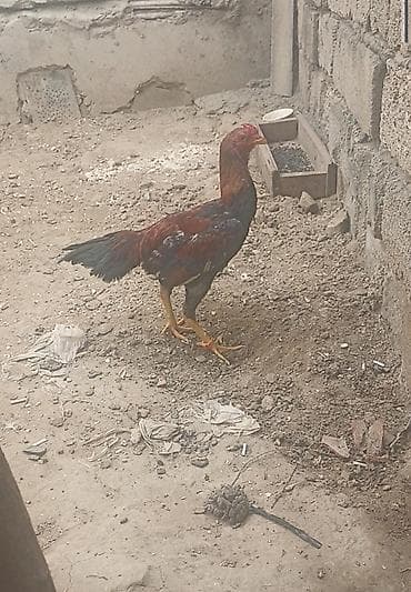 broyler cuce satisi: Taynıngətrib - Rəng: qırmızı-qara qarışıq lələklər, quyruq tünd - — 5