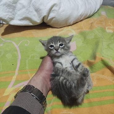 əl meymunu: Britan, Erkək, Yaxşı əllərə, Ünvandan götürmə, Ödənişli çatdırılma — 5