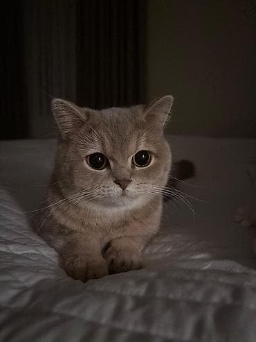 pişik cantası: Britan — 2