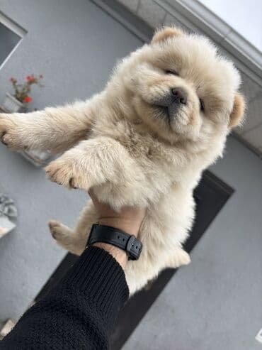 Gəmiricilər: Çau-Çau, Peyvəndli — 1