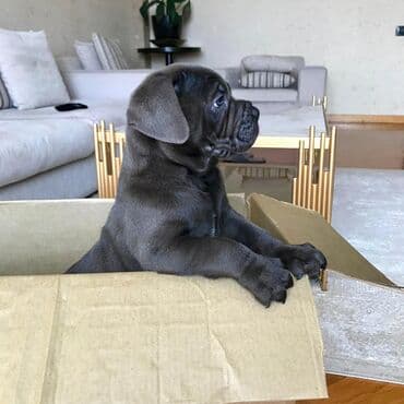 sibir xaskisi iti: Kane-Korso — 2