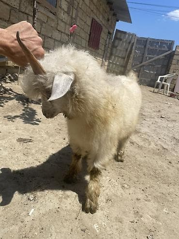 qoyun iti satilir: Ağ tüklü, qıvrım yunlu cavan keçi - Cins: yerli dağ/angor tipli keçi — 4