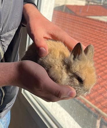 Akvariumlar: 🐰Dekorativ Lionhead bala dovsanlar 1 ayliq saglam, aktiv ve cox sirin — 8