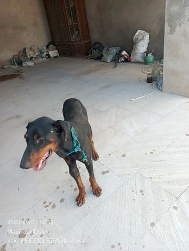 доберман купить: Doberman — 3