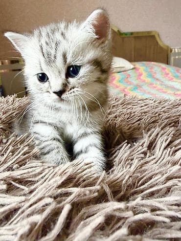 bere ceken: Tabbi, Pulsuz çatdırılma — 5