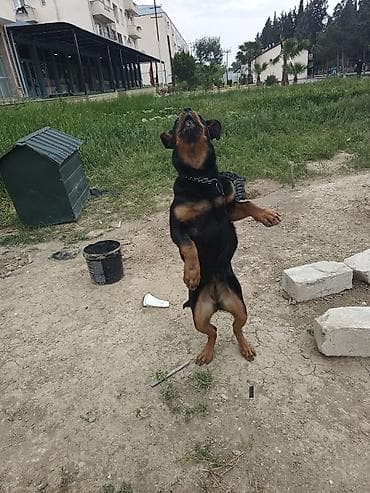 Rotveyler, 5 ay, Dişi, Peyvəndli, Ödənişli çatdırılma