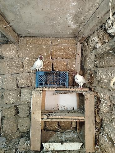 göyərçin satışı: Sort goyercinlerdir tecili satilir 3 u birlikde 80 azne baxa bilmirem — 3