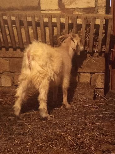 Зоотовары: Super kök Sibir satılır təcili vatsap aktivdi — 2