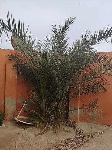 palma ağacı: Xurmayəpənəyi (xurma palmı) – həyət və bağ üçün dekorativ, sürətlə — 2