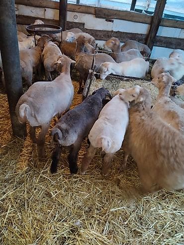 tap az pisik: Çəkiləri 15-18kq arası super kök erkəy quzulardı tərəziynən 9.5m Dan — 3