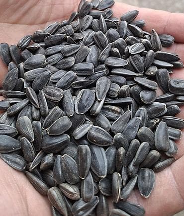 Məhsul: Günəbaxan tumu (qara zolaqlı) Təsvir: - Təbii günəbaxandan