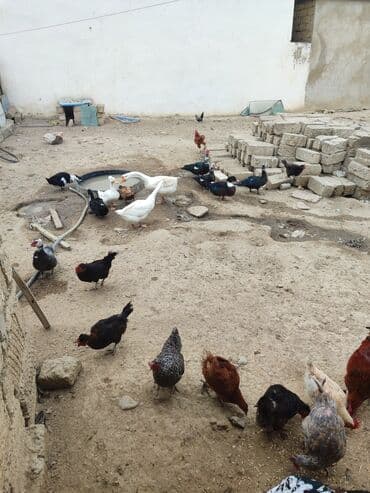 Toyuq, Pavlov, Damazlıq, Ünvandan götürmə lalafo.az -da Toyuq, Pavlov, Damazlıq, Ünvandan götürmə