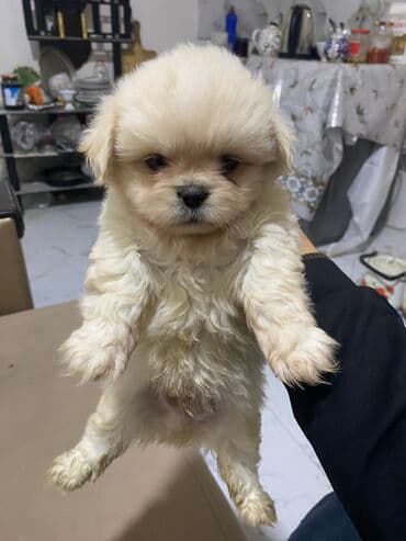 Pekines, 1 ay, Erkek, Peyvəndli, Ünvandan götürmə