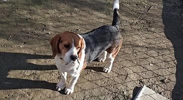 naxcivan it elanlari: Bigl, 4 il, Erkek, Sənədli, Ünvandan götürmə — 4