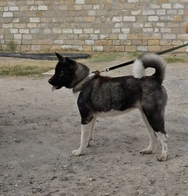 Gəmiricilər: Akita-inu, 2 ay, Peyvəndli, Ödənişli çatdırılma — 1