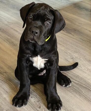 хомяк цены: Кане-корсо, 3 месяца, Самец, С родословной — 15