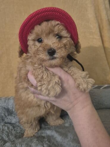 erkey quzular: Pudel, 2 ay, Erkek, Peyvəndli — 6