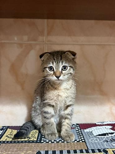 Грызуны: Шотладская вислоухая, В добрые руки — 1