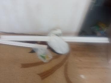 papuqay sesi: Dalmatin və klassik rəng çeşidlərində dalğalı tutuquşular (ağ — 8