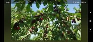 xırdalan kirayə evlər 1 otaqlı: 15 sot, Tikinti, Mülkiyyətçi — 7