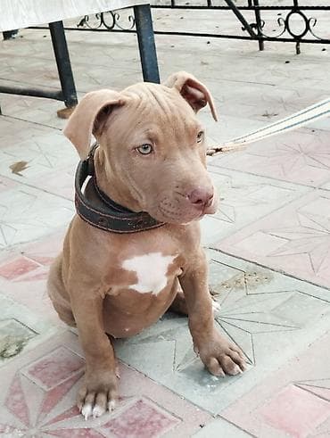 pulsuz it type 1: Pitbul, 2 ay, Dişi, Ünvandan götürmə — 2