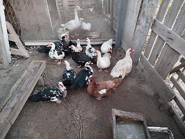 ördey balasi: Erkək, | Lal ördək, Damazlıq — 1