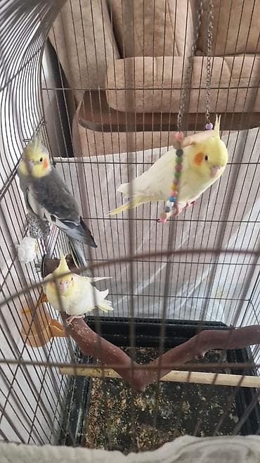 qaşqaldaq quşu: Nymph (kakaduil) tutuquşuları və qəfəs dəst 2 dişi 1 erkek 2 illik — 2