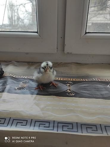 kənd təsərrüfatı heyvanları: Toyuq cücələri, Damazlıq — 1