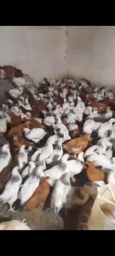 клетки для бойцовых петухов: Куриные цыплята, Для мяса — 2