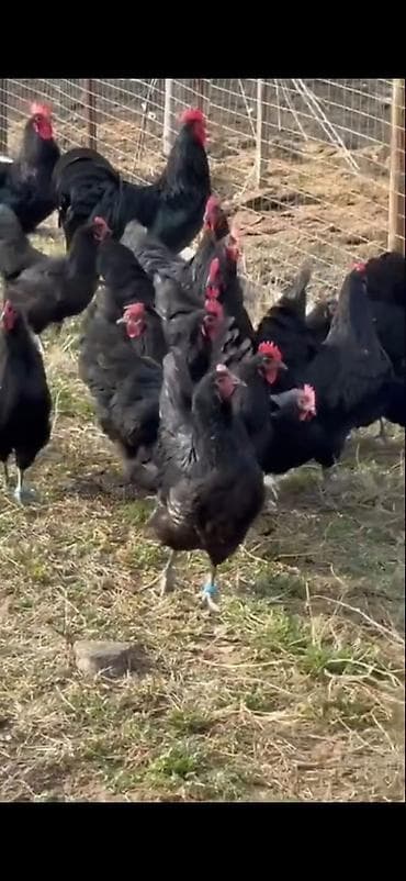 Quşlar: Astirolop toyuqları 11 eded satılır 2 xoruz 9 toyuq — 4