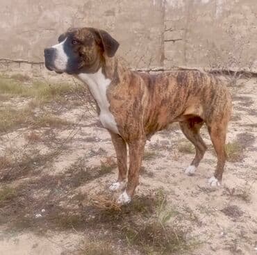 Brindle rəngli, atletik quruluşlu it – güclü mühafizə və ailə yoldaşı — 1