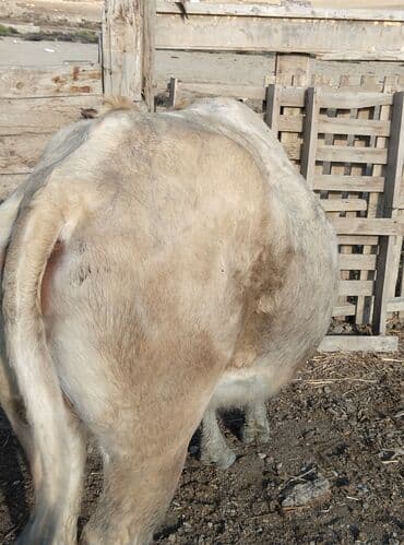 heyvan bazari inekler: Satılır: mal-qara (dana/inek-buzovlar) Təsvir: - Şəkillərdə fərqli — 2
