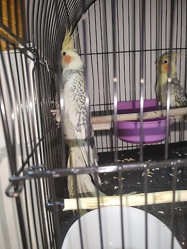 Gəmiricilər: Məhsul: Nimfa (Cockatiel) cütlüyü – “perl”/“pied” rəng mutasiyası — 6